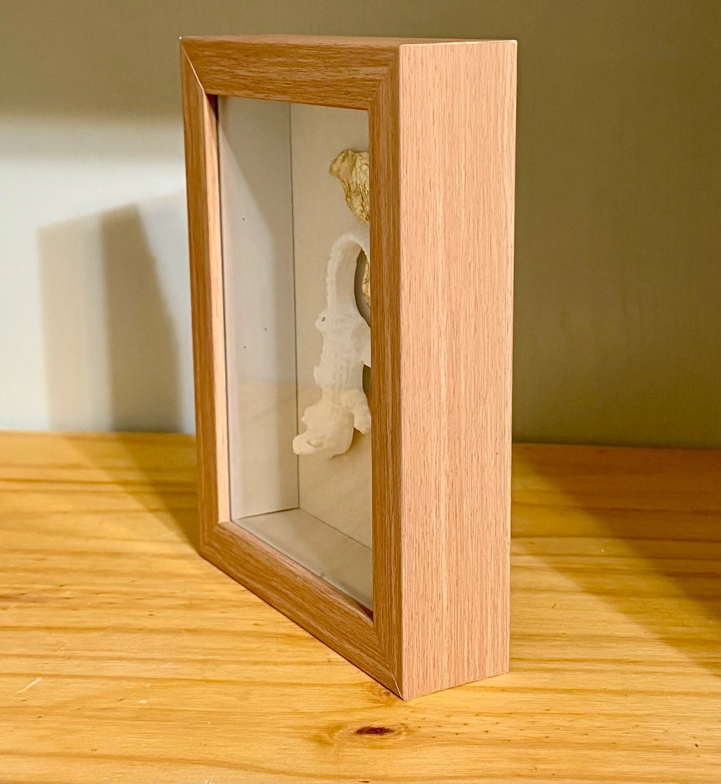 White Alligator w/ Gold Oyster Accent